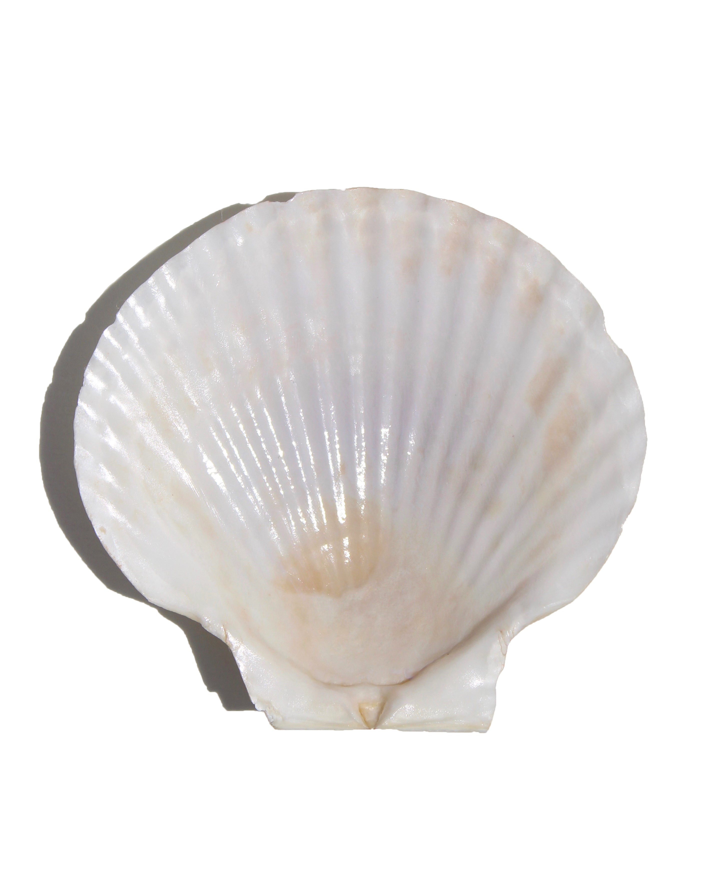 Seashell Mixing Dish – COU Skincare
