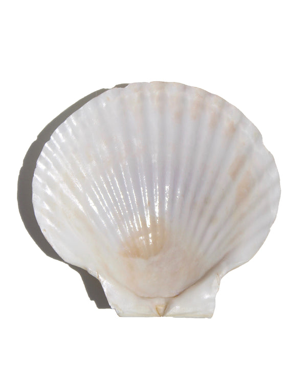 Seashell Dish